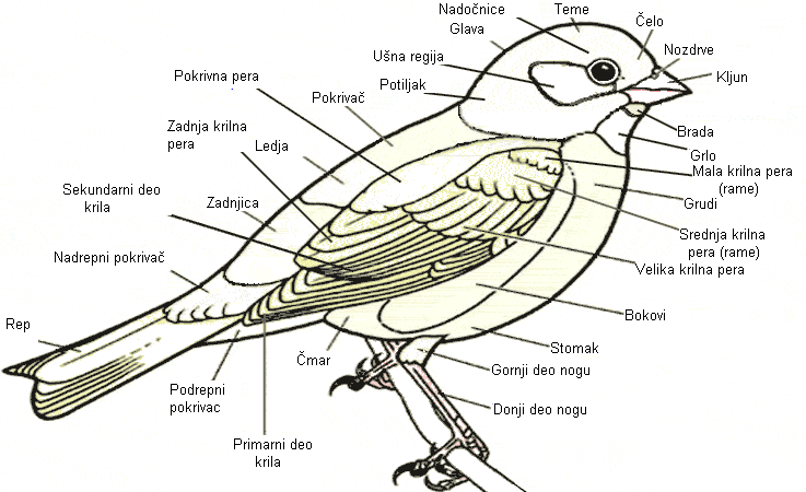 ptičiji djelovi tijela Bird_diagram1